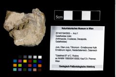 Foto (Objekt + Etikett) von Galatheidae indet.  (NHMW-GEO-2014-0194-0955)